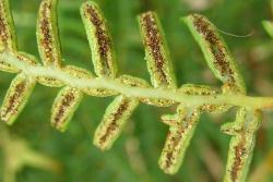 Pteridium esculentum. Free lobes on costae of secondary pinnae.
 Image: L.R. Perrie © Leon Perrie 2009 CC BY-NC 3.0 NZ